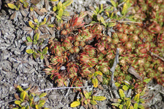 Saxifraga bronchialis funstonii