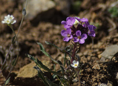 Erysimum pallasii