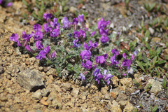 Oxytropis czukotica