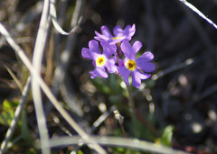 Primula borealis