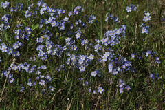 Polemonium boreale