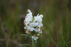 Pedicularis hirsuta