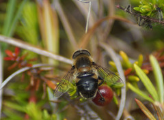 Eristalis gomojunovae