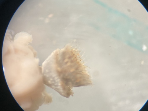 Kroontjesworm, Altona Bay, Williamstown, AU, photo 7 of 10