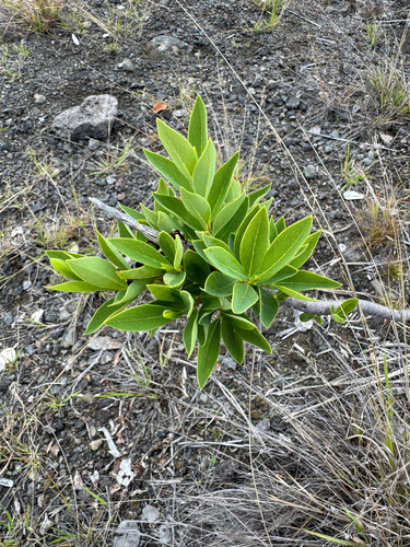 Wikstroemia phillyreifolia observed 2026-01-10
