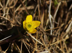 Caltha arctica