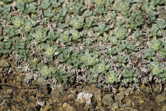 Artemisia lagopus
