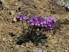Erysimum pallasii