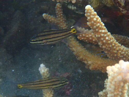 Cheilodipterus isostigmus observed 2023-11-04