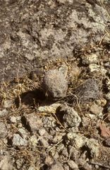 Echinocereus schereri