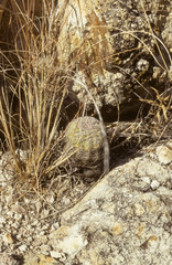 Echinocereus schereri