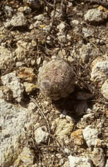 Echinocereus schereri
