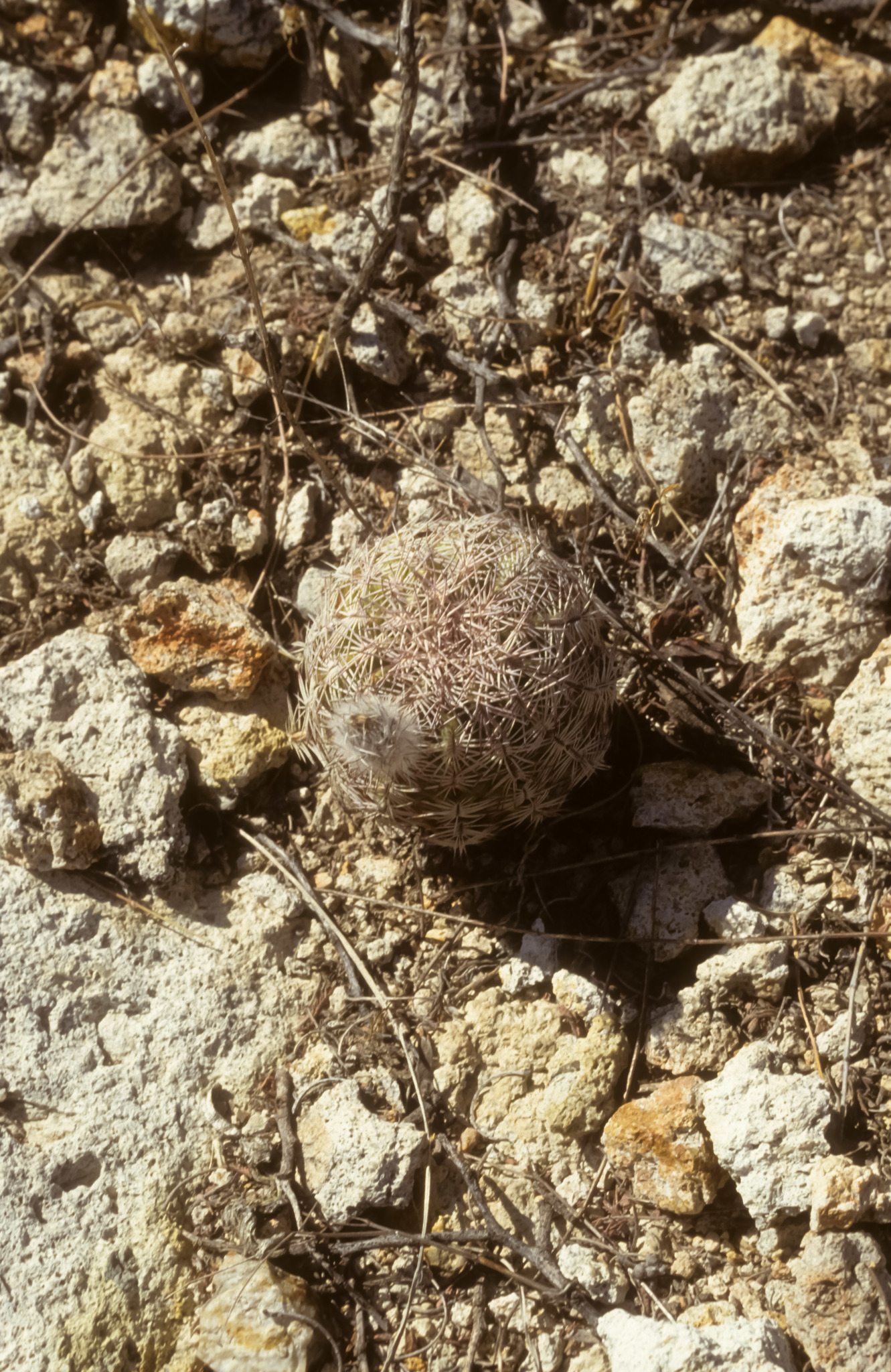 Echinocereus schereri