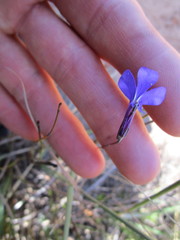 Lobelia tomentosa