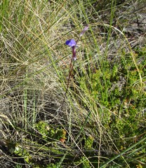 Lobelia tomentosa