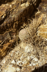 Echinocereus schereri
