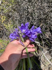 Agapanthus praecox