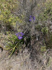 Agapanthus praecox