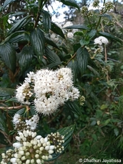 Hedyotis lessertiana