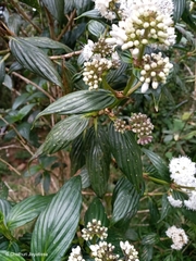 Hedyotis lessertiana