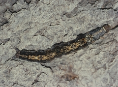Sphingomorpha chlorea