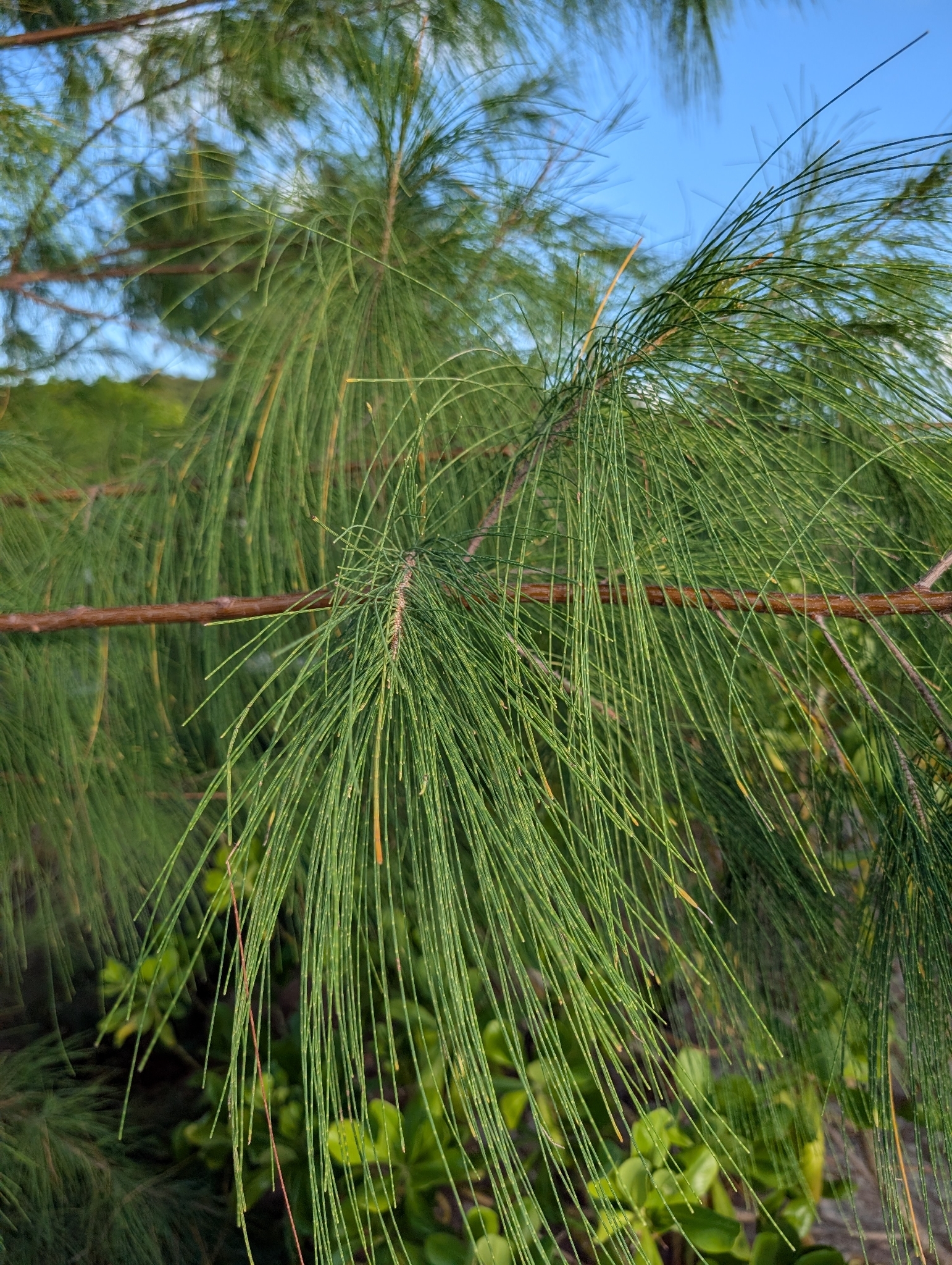 Foto de Casuarina equisetifolia L.