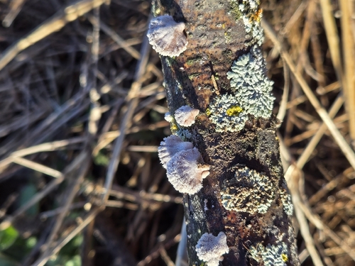 splitgill mushroom