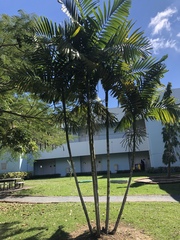 Ptychosperma macarthurii