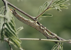Achaea catella