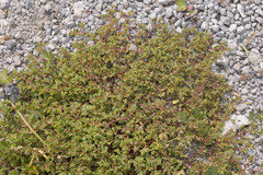 Euphorbia anychioides