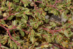 Euphorbia anychioides