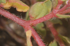 Euphorbia anychioides