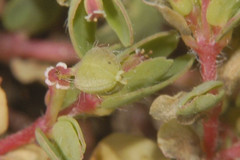 Euphorbia anychioides