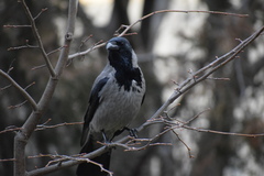 Corvus cornix