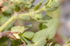 Euphorbia anychioides
