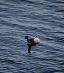 Podiceps nigricollis