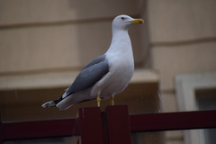 Larus michahellis