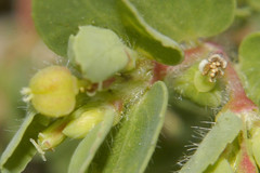 Euphorbia anychioides