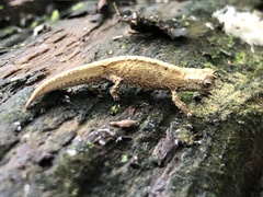 Brookesia tuberculata