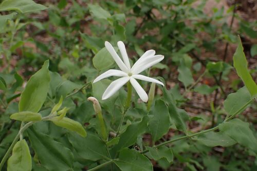 Jasminum multipartitum, photograph 5