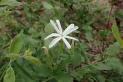 author not stated, no rights reserved Jasminum multipartitum, photograph author not stated, no rights reserved