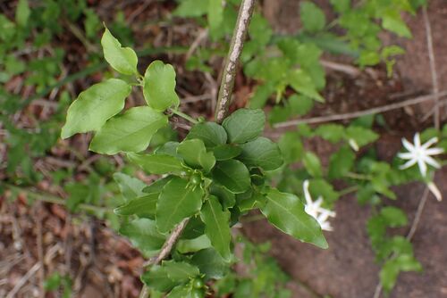 Jasminum multipartitum (Jasminum multipartitum)