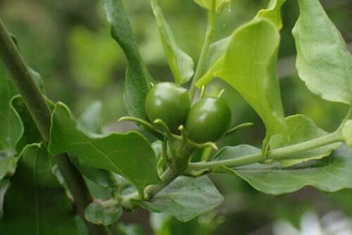 Jasminum multipartitum, photograph 6