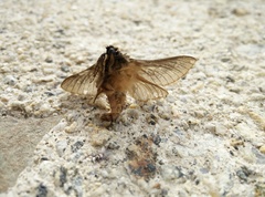 Oxycanus