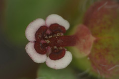 Euphorbia anychioides