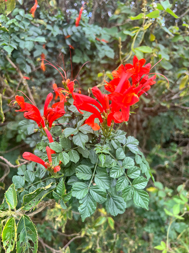 Tecomaria capensis observed 2026-01-10