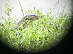 Varanus salvator bivittatus