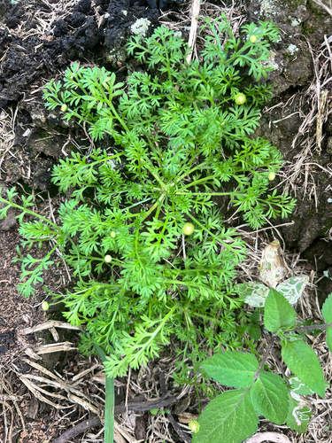Cotula australis observed 2026-01-10