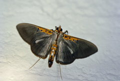 Filodes costivitralis