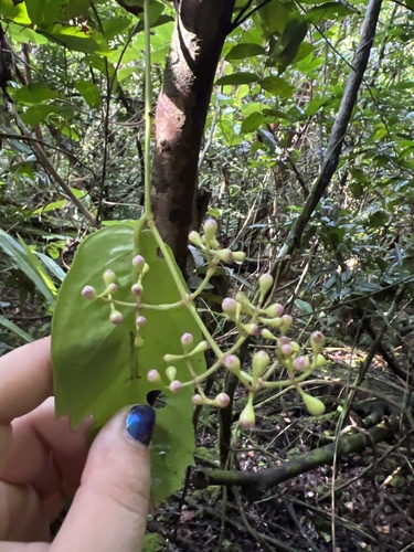 Syzygium thompsonii observed 2026-01-11